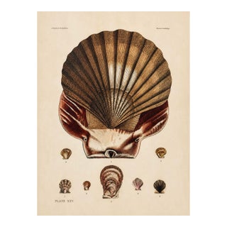 Scallop Shells | Original Hand-Colored Shell Engraving – Captain Thomas Brown, Plate XXV | C. 1840 For Sale
