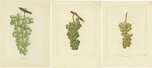 Louis-Claude Noisette, Various Green / White Grape Varieties, 1821, Prints, Set of 3