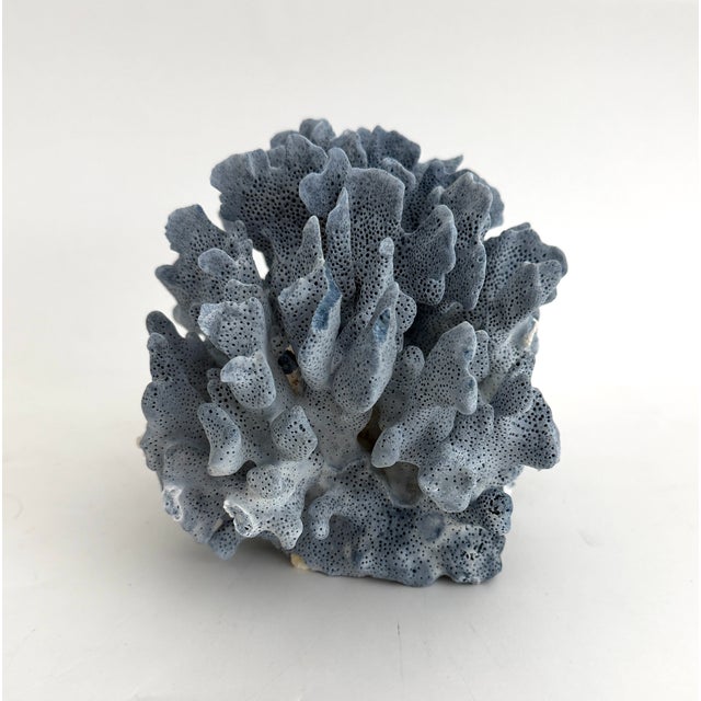 Natural Blue Coral Specimen For Sale - Image 4 of 7