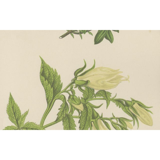 Alpine Botanical of Rock Soapwort and Nodding Bellflower, 1874, Paper For Sale - Image 3 of 5