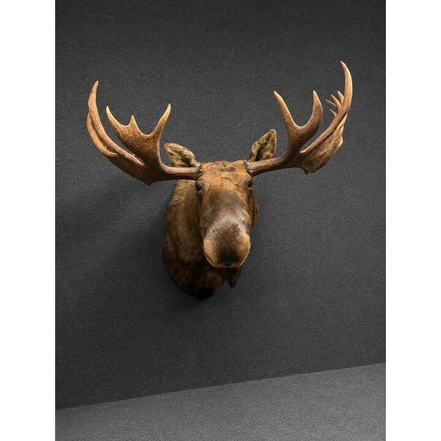 Yukon Moose Shoulder Mount With Large Palmate Antlers For Sale - Image 12 of 12
