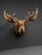 Yukon Moose Shoulder Mount With Large Palmate Antlers For Sale - Image 12 of 12