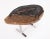 One Slab Living Edge Petrified Wood Console Table W Stainless Stand 52 For Sale In Greensboro - Image 6 of 6