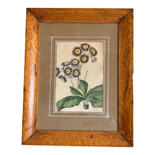 19th Century English Primrose Botanical Illustration Print in Antique Birds Eye Maple Frame (#1 of 2 Available) For Sale