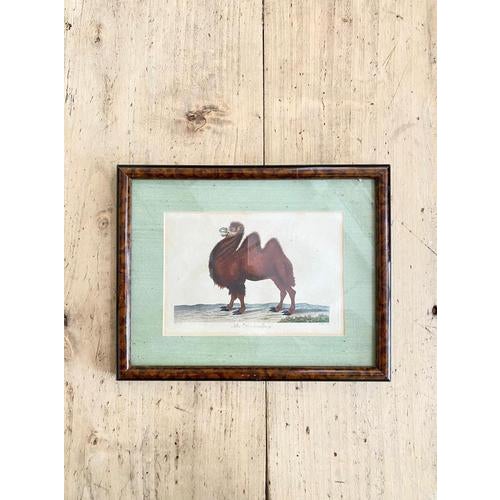 J. Pass after Johann Eberhard Ihle, Fish and Dromedary, 19th Century, Paper, Framed, Set of 2 For Sale - Image 3 of 8