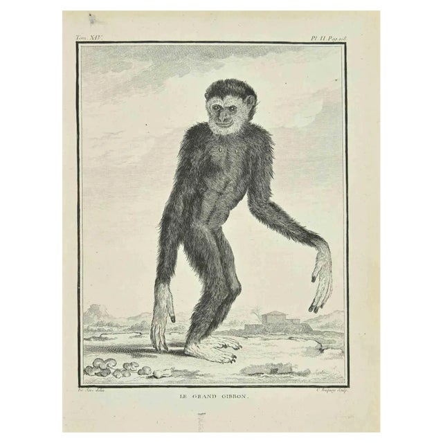 Pierre Charles Baquoy, Le Grand Gibbon, Etching, 1771 For Sale