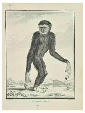 Pierre Charles Baquoy, Le Grand Gibbon, Etching, 1771