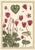 Not Yet Made - Made To Order Atelier Aria Lumae Eugene Grasset Maurice Pillard Verneuil Art Nouveau Botanical Specimen Grid Board Print 60 X 40 For Sale - Image 5 of 17