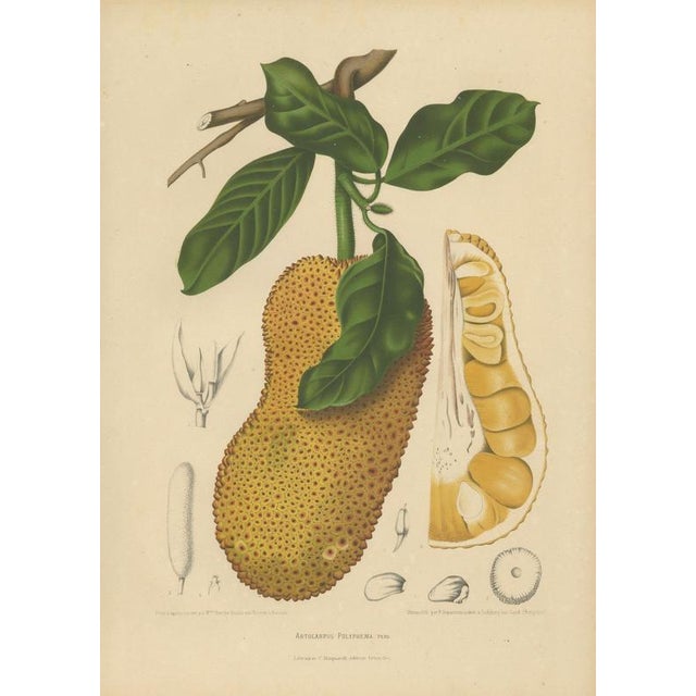 Hoola van Nooten, Jackfruit, 1880, Chromolithograph For Sale - Image 3 of 9