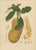 Hoola van Nooten, Jackfruit, 1880, Chromolithograph For Sale - Image 3 of 9