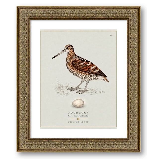 Boutique Archival William Lewin "Waterbirds & Waders" Prints - Set of 15 (8" X 10") For Sale - Image 12 of 18