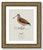 Boutique Archival William Lewin "Waterbirds & Waders" Prints - Set of 15 (8" X 10") For Sale - Image 12 of 18