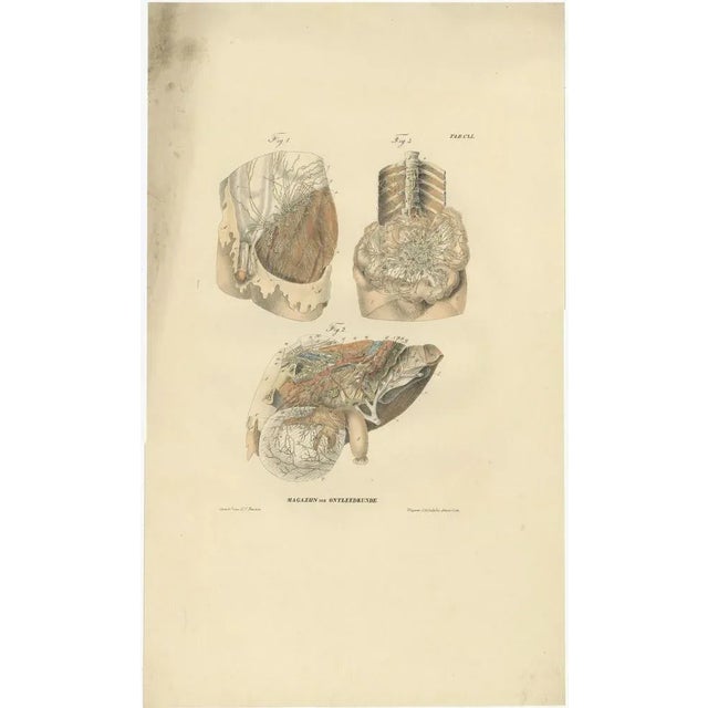 Anatomy Illustrations of Vessels and the Lymphatic System, 1839, Prints, Set of 13 For Sale - Image 9 of 15