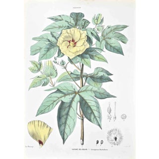 Vincenzo Tenore, The Hollyhocks, Lithograph, 1870s For Sale