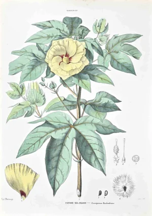 Vincenzo Tenore, The Hollyhocks, Lithograph, 1870s