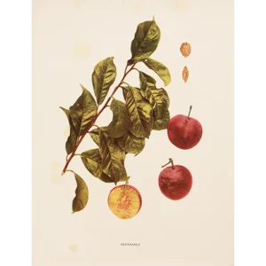 1900s U. P. Hedrick, Original Antique Photogravure of Abundance Plums