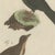 Bertuch, Crested Lark and Other Larks, 1805, Print For Sale - Image 9 of 12