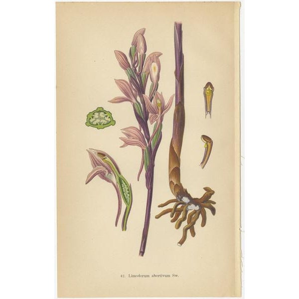 The Orchids of Müllers, 1904, Paper, Set of 4 For Sale - Image 3 of 6