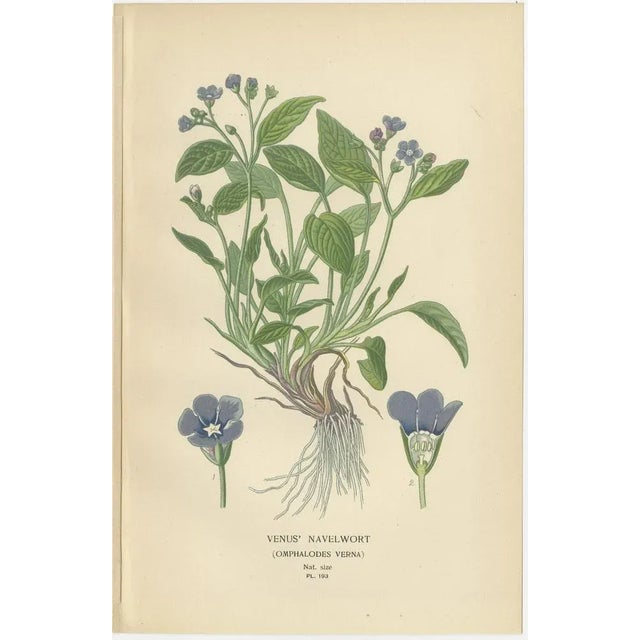 Baby Blue Eyes, Cherry Pie and Blue Eyed Mary, 1897, Paper, Set of 3 For Sale - Image 4 of 7