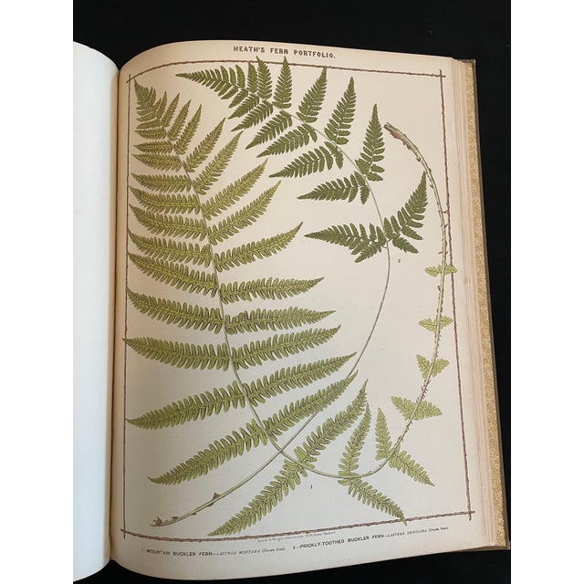 Heath's Fern Portfolio, 1885 Complete With 15 Chromolithographs For Sale - Image 11 of 18