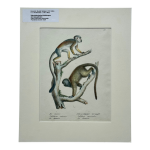 Squirrel & Black-Headed Night Monkey, Original Lithograph by Brodtmann, 1824