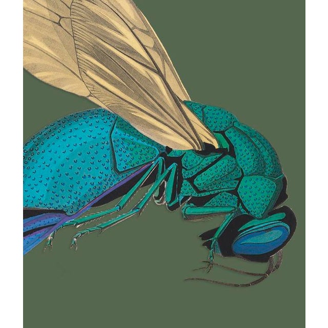 The series was produced by CFA editions from original pochior prints by E.A. Seguy. The series of insects that Seguy...