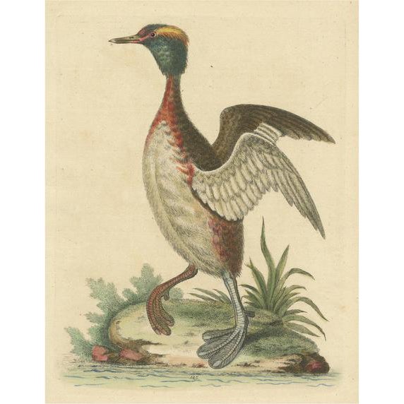 George Edwards, Horned Grebe, 1750s, Paper For Sale