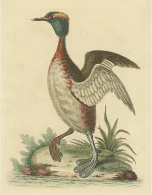 George Edwards, Horned Grebe, 1750s, Paper