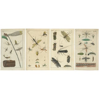 Wilhelm, Insects and Life Cycles, 1832, Prints, Set of 4 For Sale