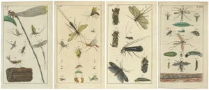Wilhelm, Insects and Life Cycles, 1832, Prints, Set of 4