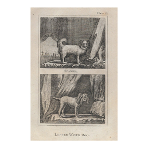 Antique Spaniel and Water Dog Engraving