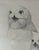 Vintage 1974 Framed Realistic Drawing of a Snowy Owl For Sale In Philadelphia - Image 6 of 9