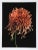 Photorealism Mocha Chrysanthemum, Jonathan Singer For Sale - Image 3 of 3