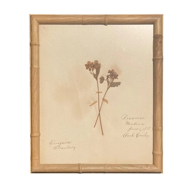 Antique Herbarium Botanicals, 1897 — Set of 10 For Sale - Image 17 of 17