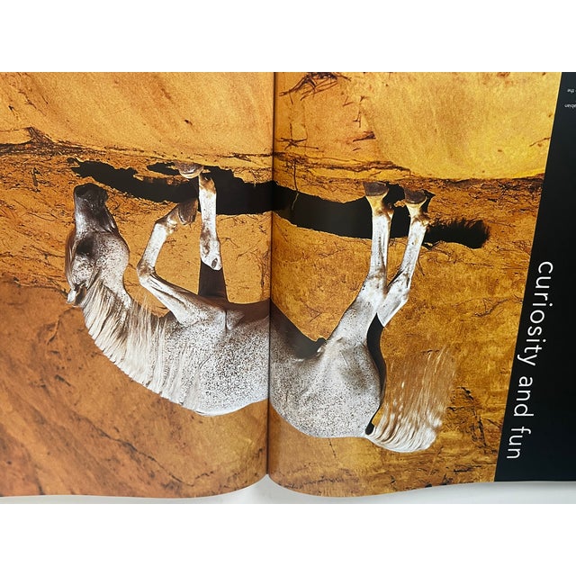 1970s Fabulous Book on Horses Illustrated For Sale In Miami - Image 6 of 8
