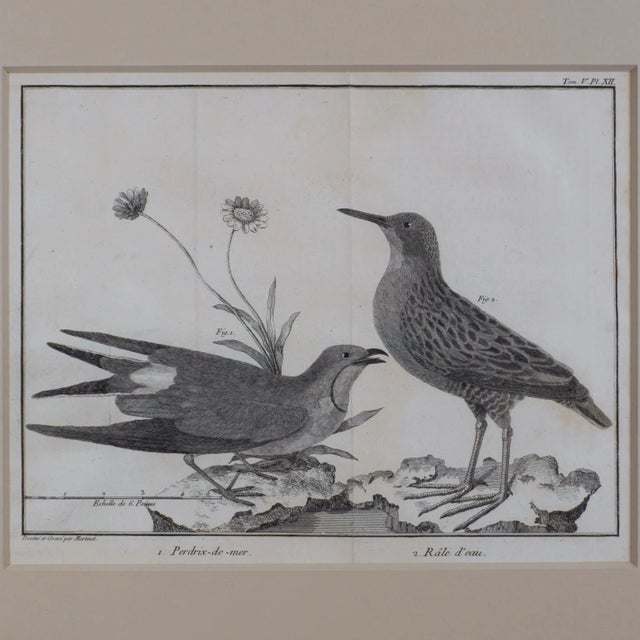 Mid 18th Century French Martinet Bird Folio Engravings - a Pair For Sale - Image 5 of 9