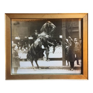 Edwardian Photo of a Street Scene With a Policeman's Horse Rearing Up For Sale