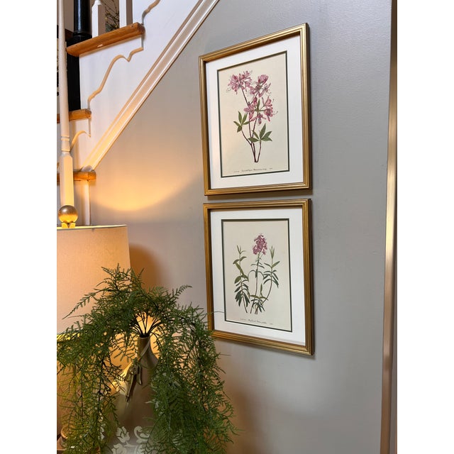 1950s Vintage Botanicals Set of 2- Authentic 1953 Wild Flower Prints For Sale - Image 5 of 6