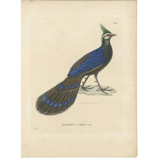 An original illustration of the Palawan Peacock-Pheasant (Polyplectron napoleonis) from the "Nouveau recueil de planches...