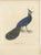 An original illustration of the Palawan Peacock-Pheasant (Polyplectron napoleonis) from the "Nouveau recueil de planches...