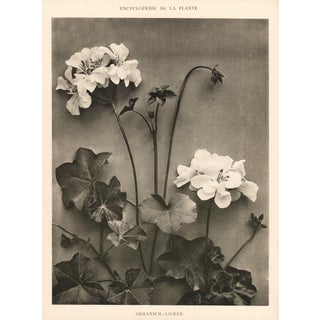 1904 Vintage Botanical Geranium Art Photograph For Sale