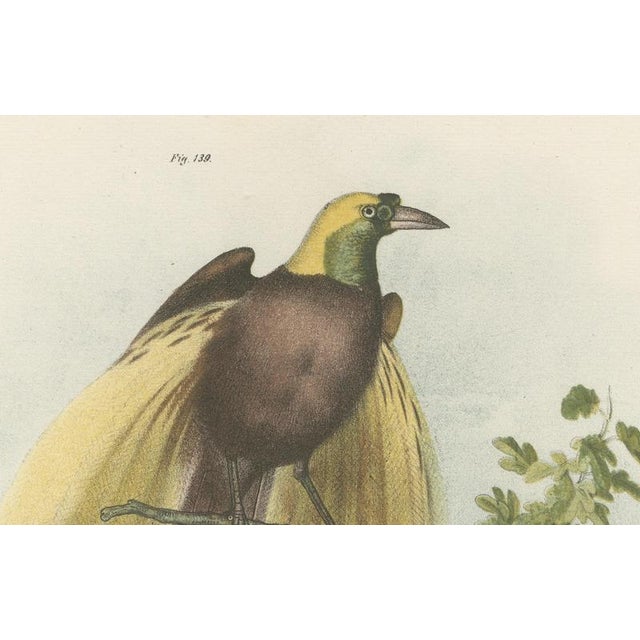 Paper Greater Bird of Paradise Hand-Colored Lithograph, 1832 For Sale - Image 7 of 11