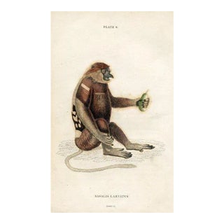 1833, Proboscis Monkey Print, Original Antique Monkey Engraving, England For Sale