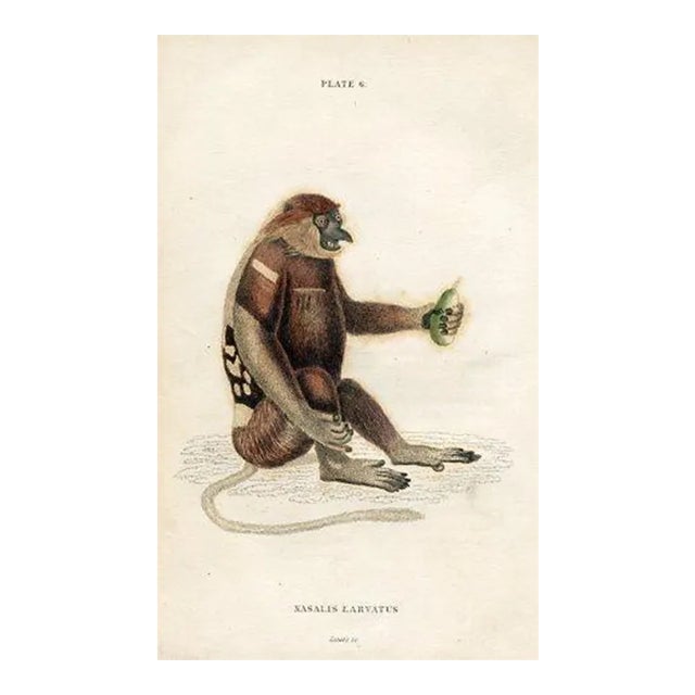 1833, Proboscis Monkey Print, Original Antique Monkey Engraving, England For Sale