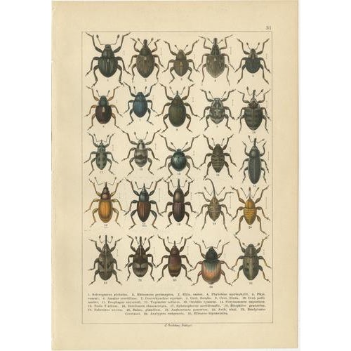 Paper Calwer, Weevil Beetles, Curculionidae Plates, 1893, Chromolithographs, Set of 6 For Sale - Image 7 of 9