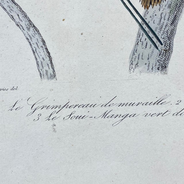 18th Century French Antique 18th Century Bird Engraving Hand Colored Signed Artwork For Sale - Image 5 of 10