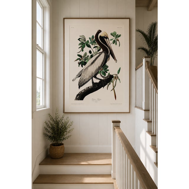 Brown Pelican by Audubon, Vintage Art Print Reproduction, 40" X 60" For Sale - Image 9 of 12