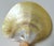 Vintage Mother of Pearl Caviar Dishes and Spoons For Sale - Image 14 of 16