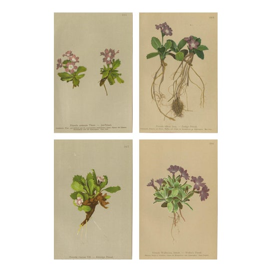 Alpine Primula Botanical Prints, Palla, 1897, Set of 4 For Sale