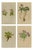 Alpine Primula Botanical Prints, Palla, 1897, Set of 4 For Sale